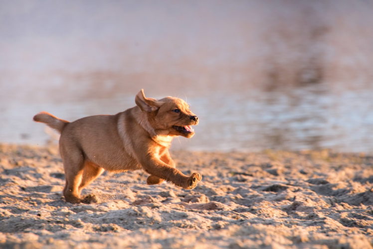 running, Dog, Animals HD Wallpaper Desktop Background