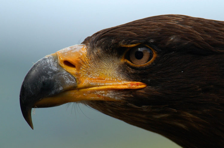 golden eagles, Bald eagle, Birds HD Wallpaper Desktop Background