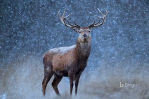 A Red Deer In The Snow