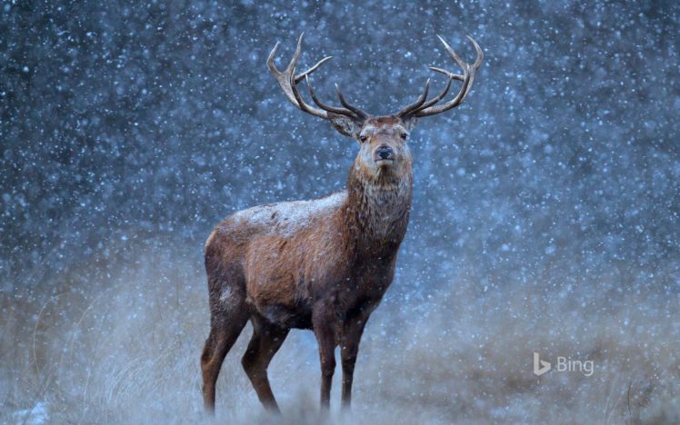 A Red Deer In The Snow HD Wallpaper Desktop Background