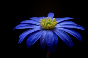 blue flowers, Nature