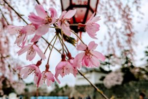Japan, Cherry blossom