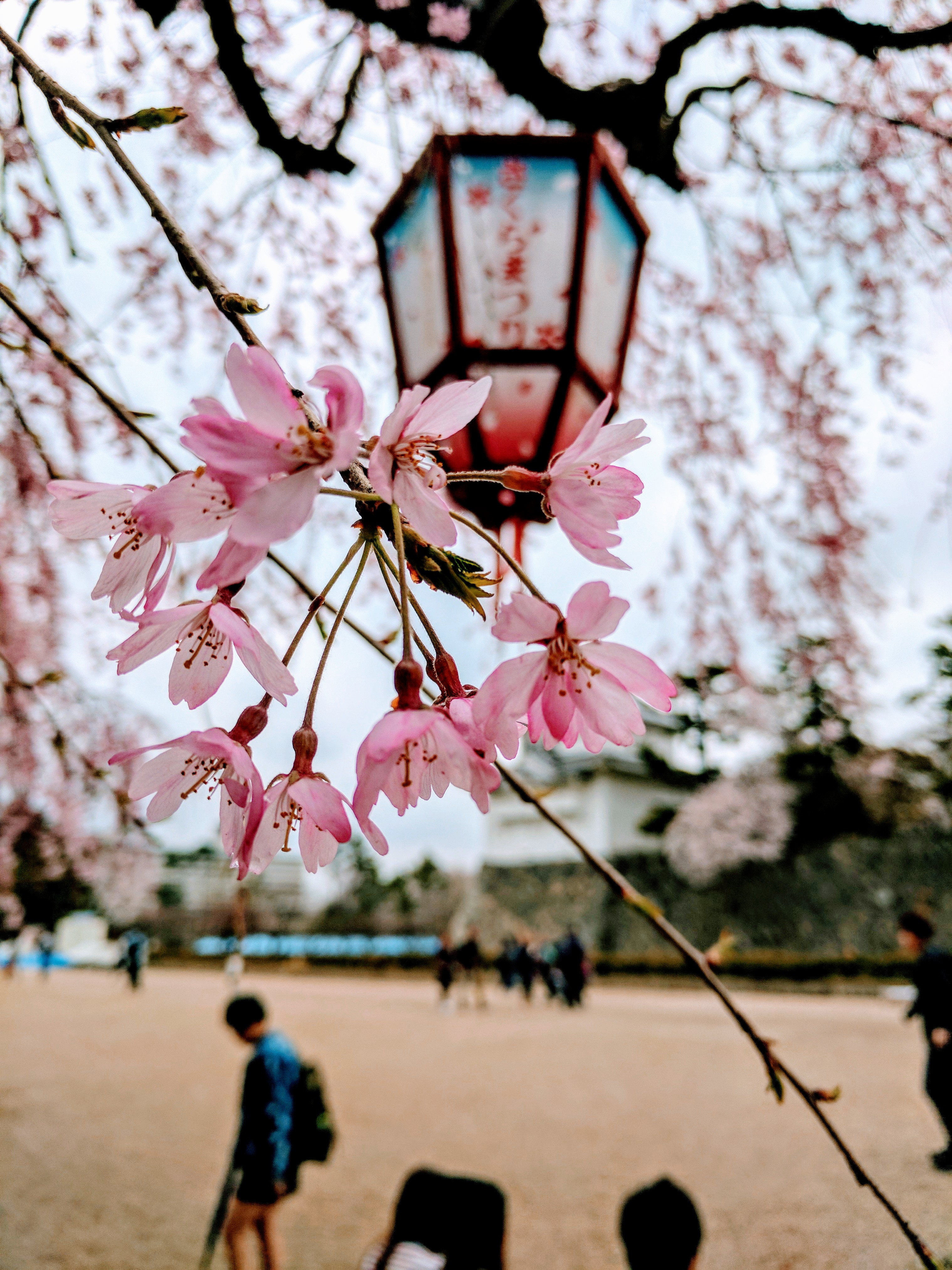 Japan, Cherry blossom Wallpaper
