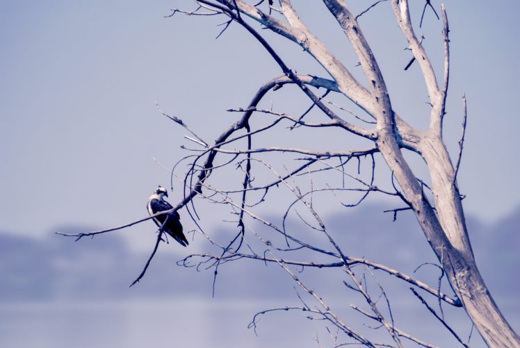 birds, Animals, Trees, Nature, Osprey HD Wallpaper Desktop Background