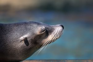 nature, Animals, Seals