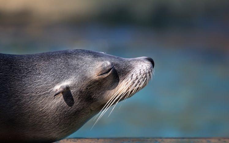 nature, Animals, Seals HD Wallpaper Desktop Background