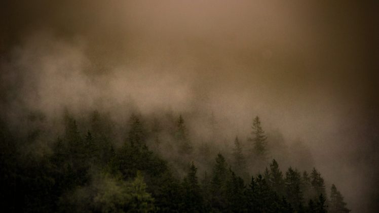 forest, Trees, Mist HD Wallpaper Desktop Background