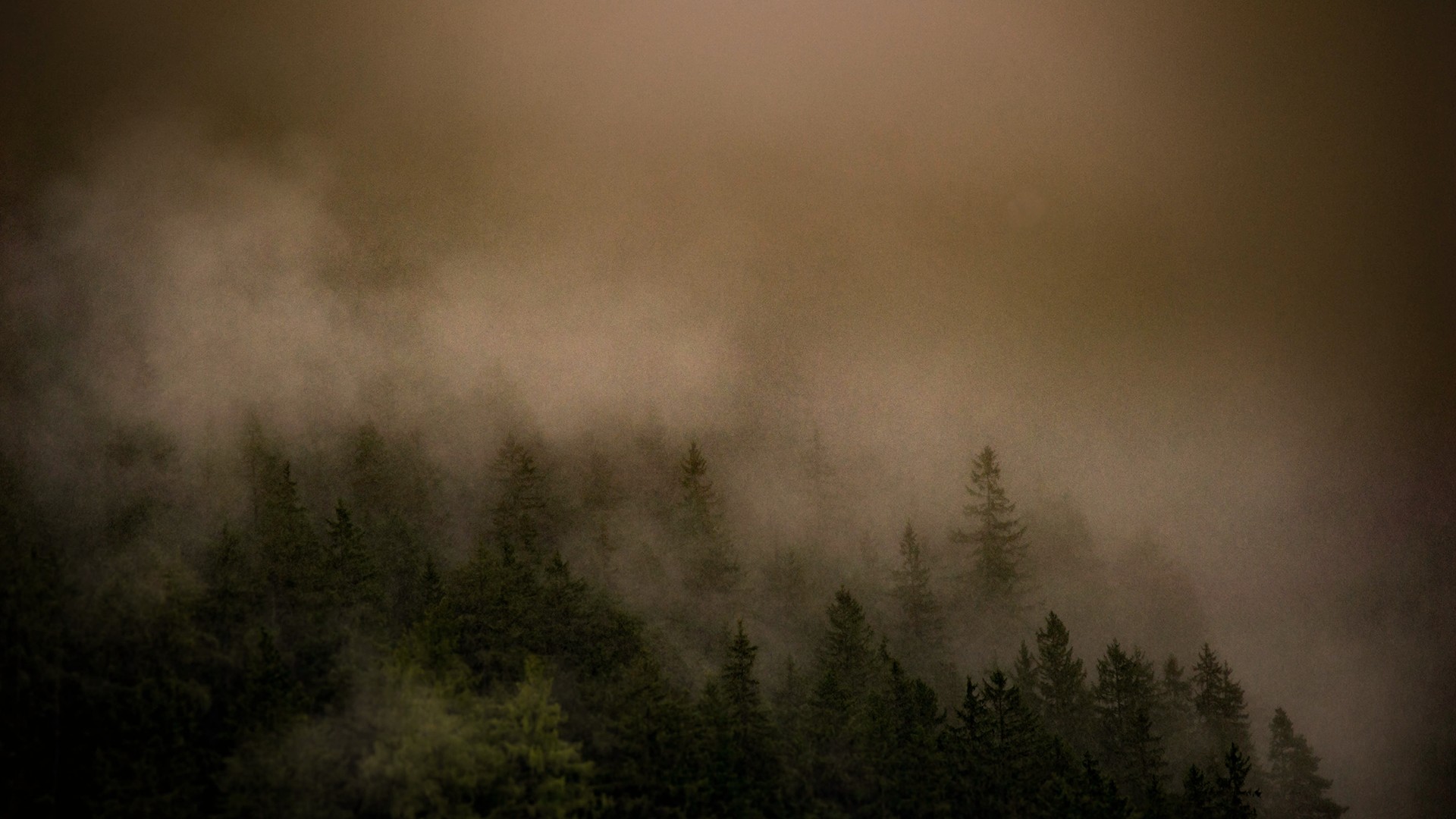 forest, Trees, Mist Wallpaper
