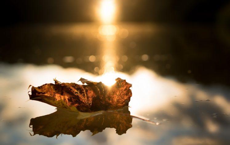 macro, Leaves, Water, Sunlight HD Wallpaper Desktop Background