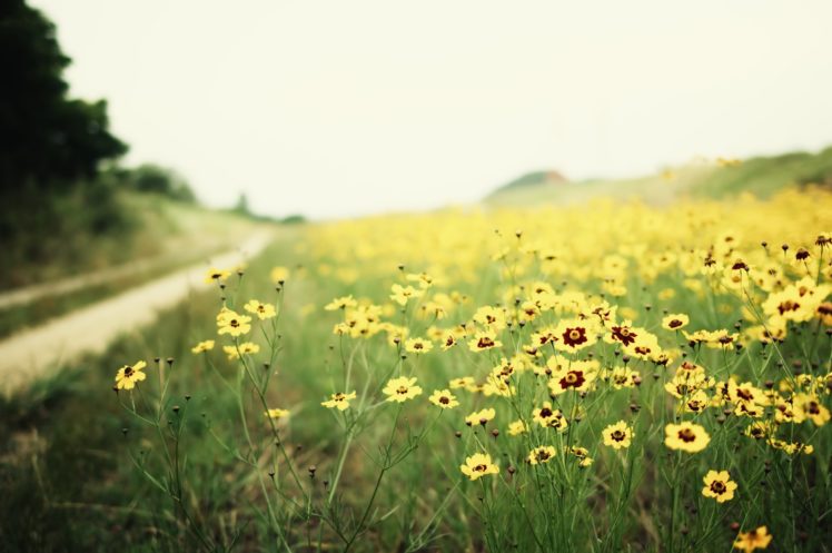 plants, Nature, Landscape, Flowers, Yellow flowers HD Wallpaper Desktop Background