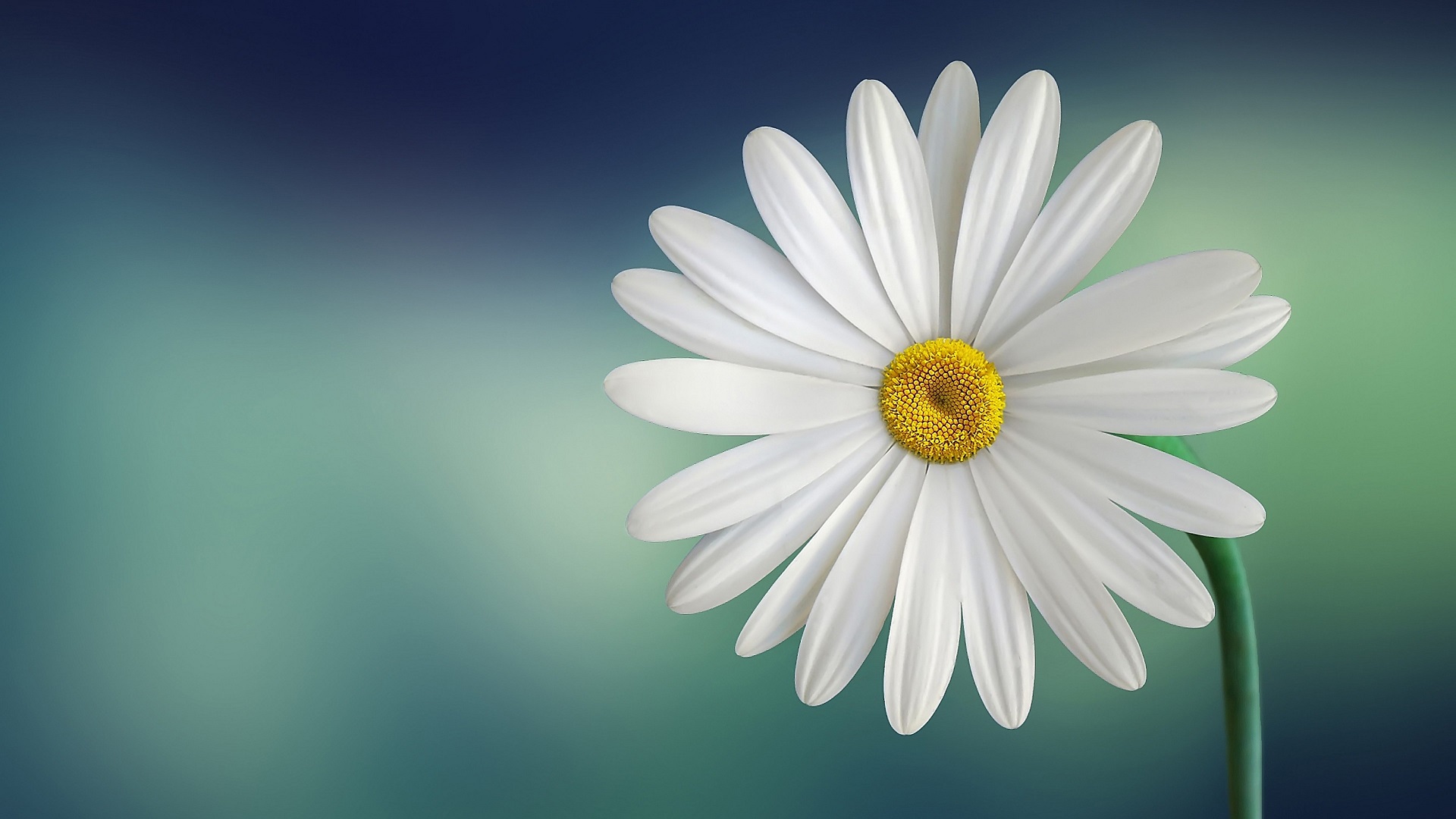daisies, Minimalism Wallpaper