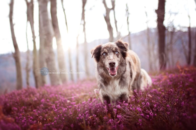 plants, Trees, Nature, Animals, Dog HD Wallpaper Desktop Background