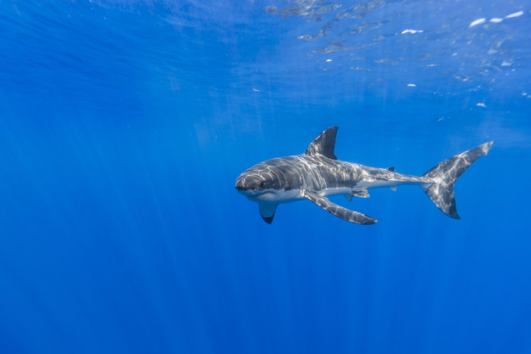 blue, Underwater, Shark, Animals HD Wallpaper Desktop Background