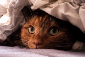 cat, Blankets, Closeup