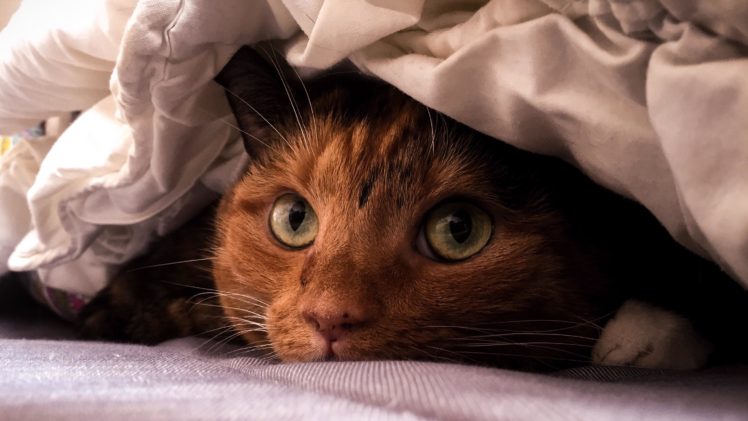 cat, Blankets, Closeup HD Wallpaper Desktop Background