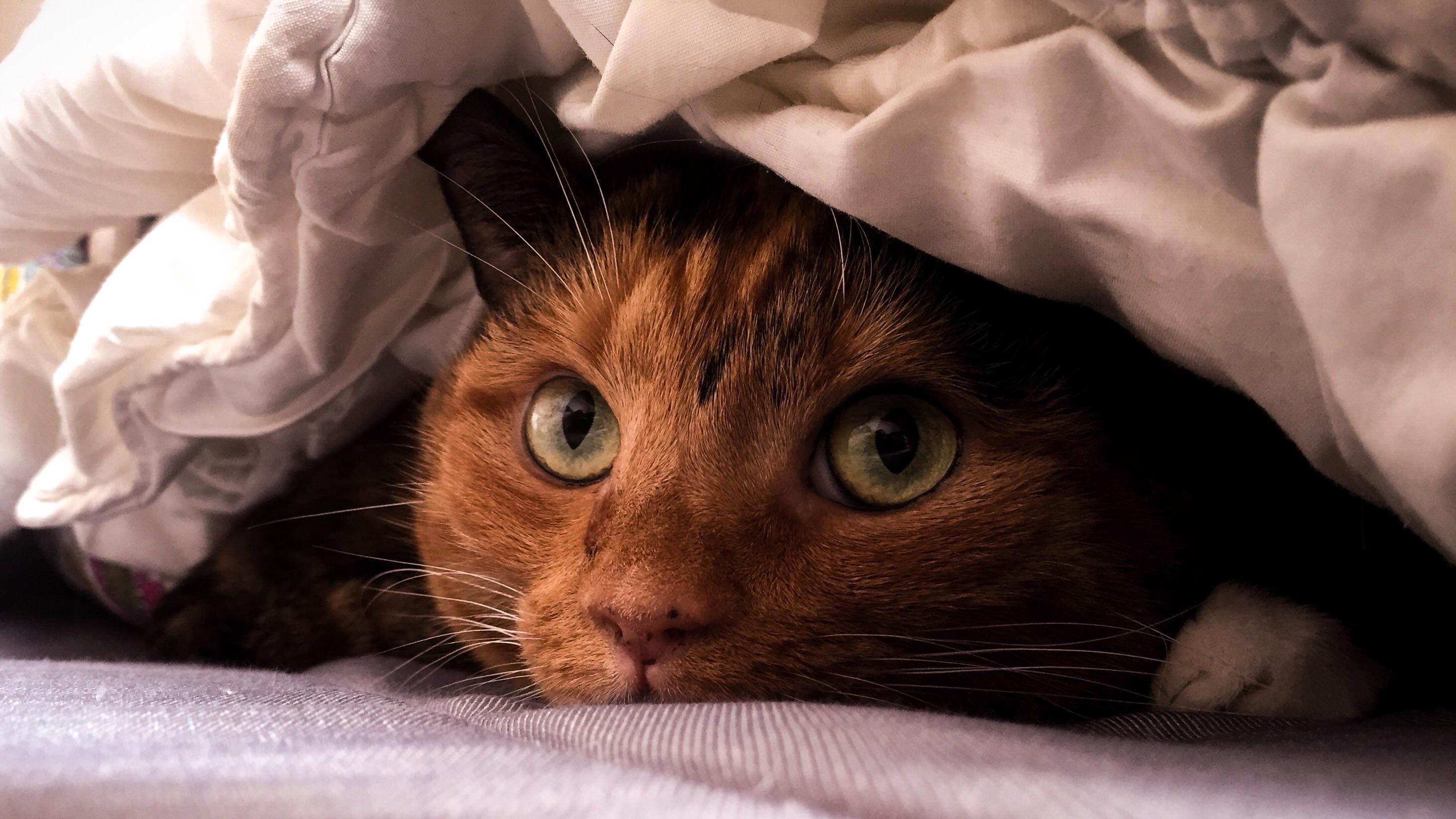 cat, Blankets, Closeup Wallpaper