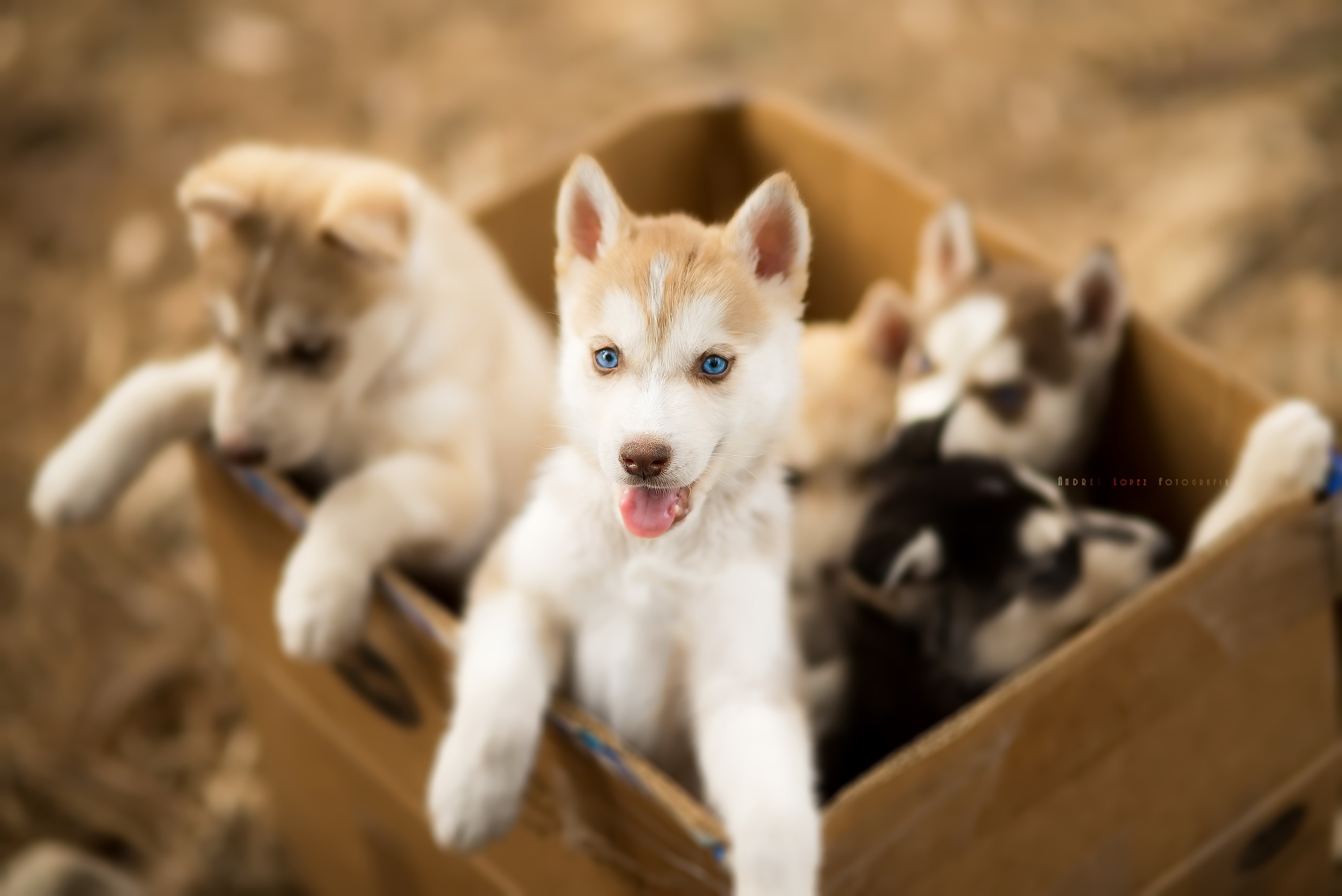 blue eyes, Carton box, Puppies, Baby animals, Dog, Animals Wallpaper