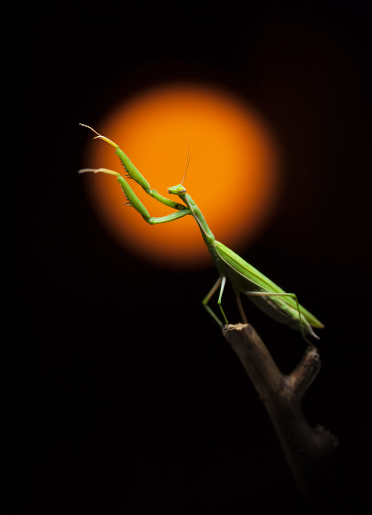 macro, Insect, Animals HD Wallpaper Desktop Background