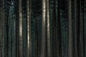 dark, Nature, Forest, Trees