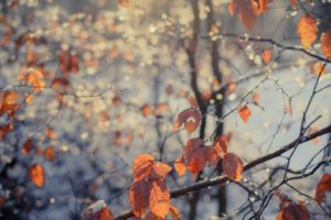 leaves, Trees, Nature, Fall