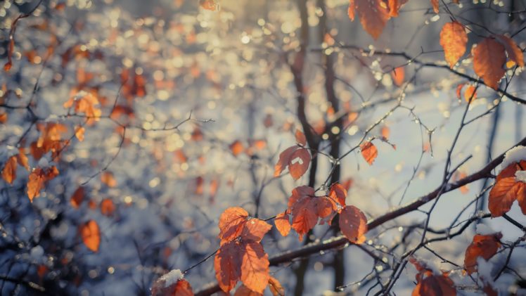 leaves, Trees, Nature, Fall HD Wallpaper Desktop Background