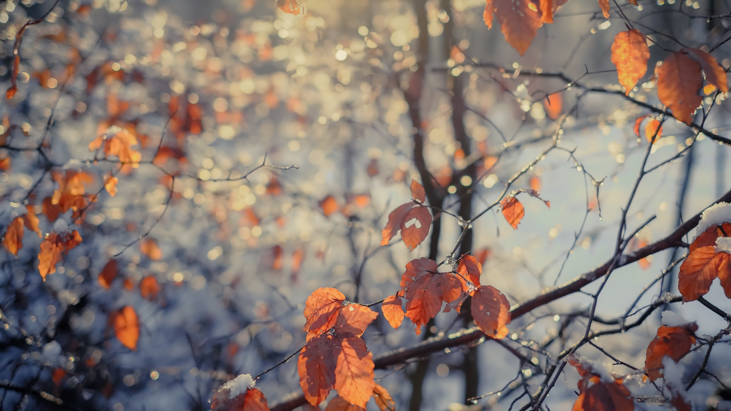 leaves, Trees, Nature, Fall Wallpaper