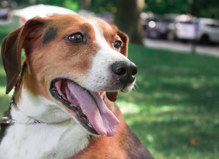 hounds, Dog, Grass HD Wallpaper Desktop Background