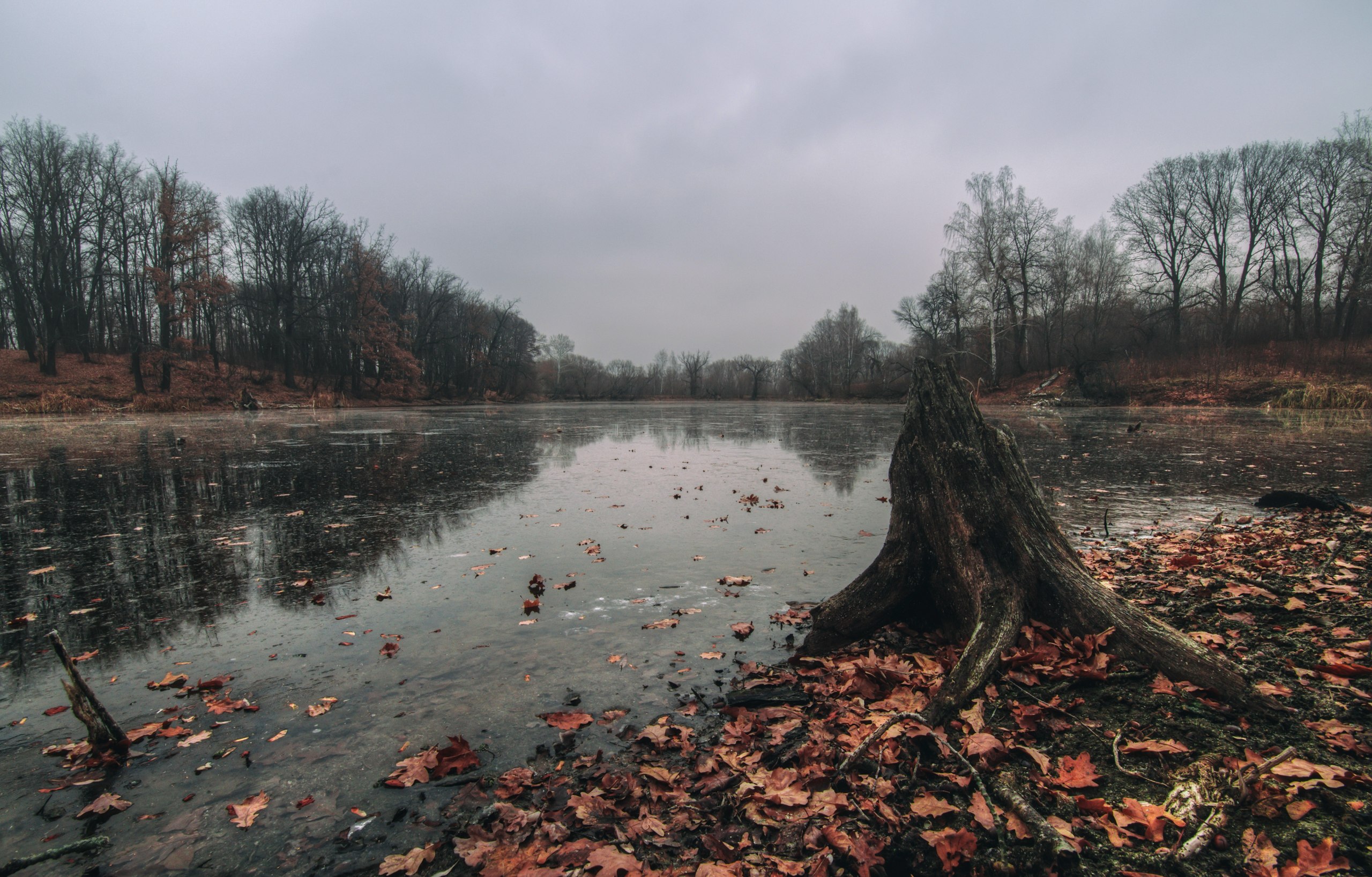 fall, Leaves, Stream, Dead trees, Water, Lake, Forest, Nature, Landscape Wallpaper