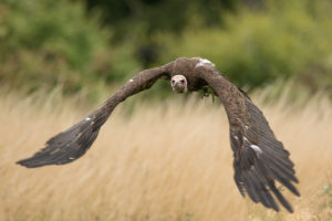 vultures, Animals, Nature, Birds