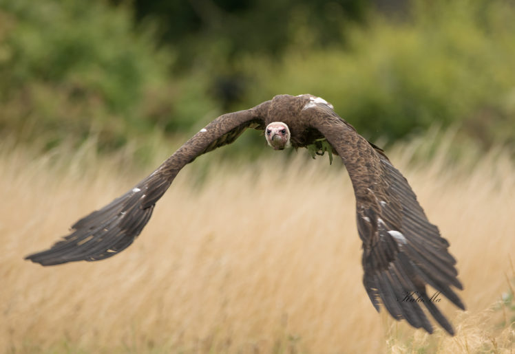vultures, Animals, Nature, Birds HD Wallpaper Desktop Background