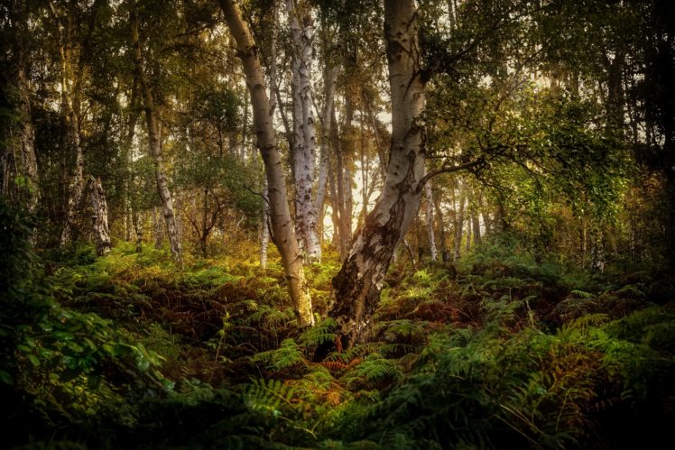 forest, Nature, Trees HD Wallpaper Desktop Background