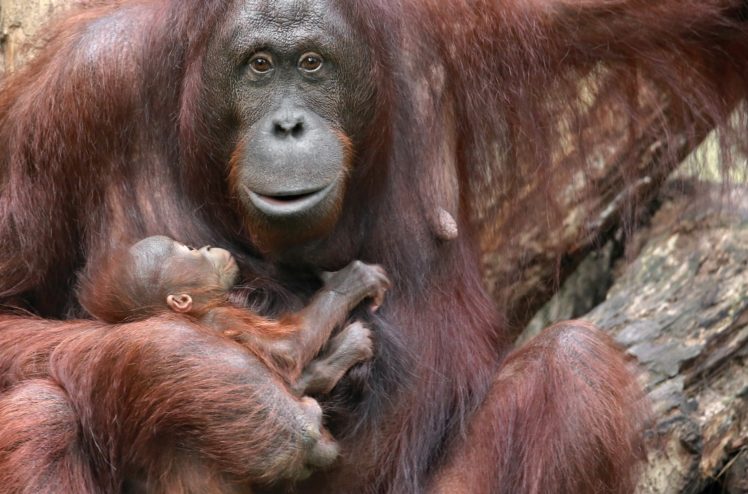 Mother, Children, Animals, Baby animals, Apes HD Wallpaper Desktop Background