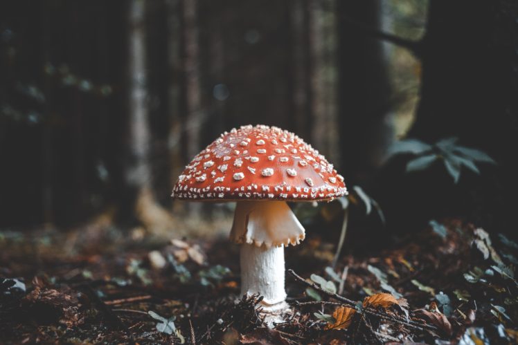mushroom, Depth of field, Branch, Trees HD Wallpaper Desktop Background