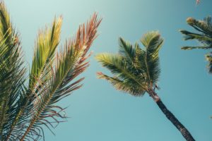 palm trees, Summer, Clear sky