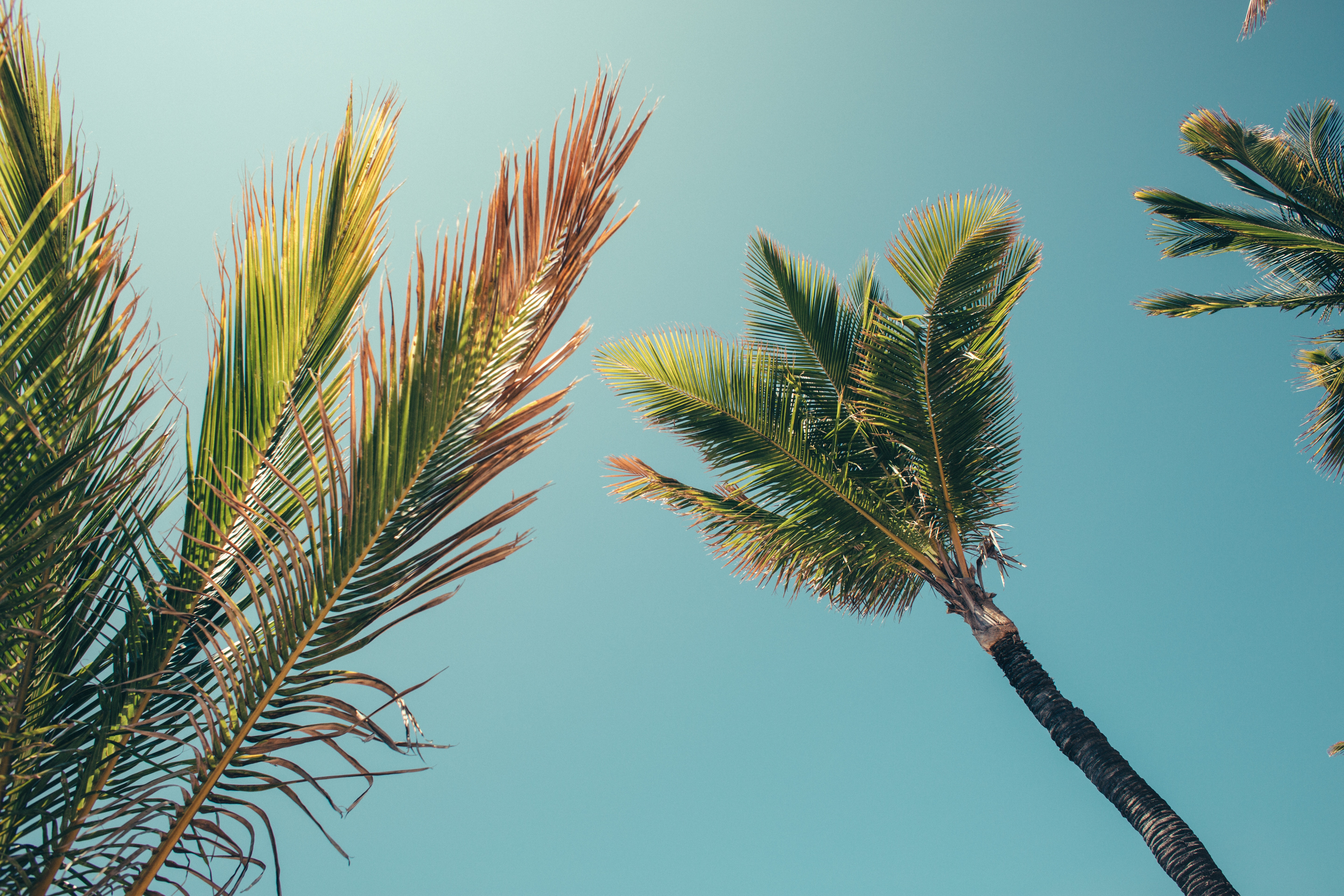 palm trees, Summer, Clear sky Wallpaper