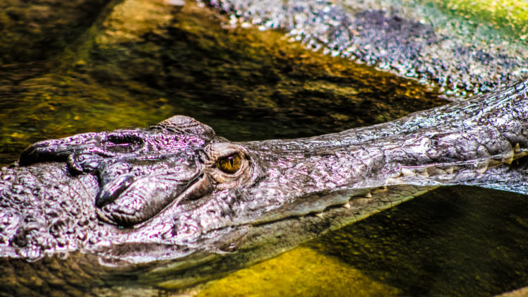 crocodiles, Animals HD Wallpaper Desktop Background