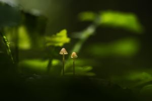 macro, Plants, Green, Nature, Mushroom