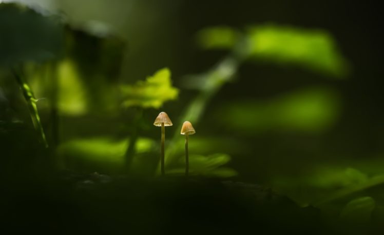macro, Plants, Green, Nature, Mushroom HD Wallpaper Desktop Background