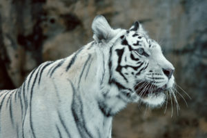 white tigers, Animals