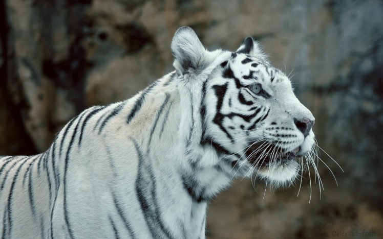 white tigers, Animals HD Wallpaper Desktop Background