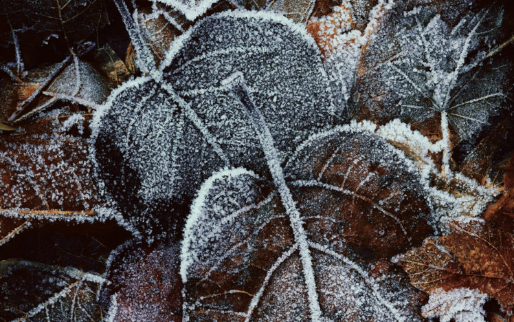 leaves, Winter HD Wallpaper Desktop Background