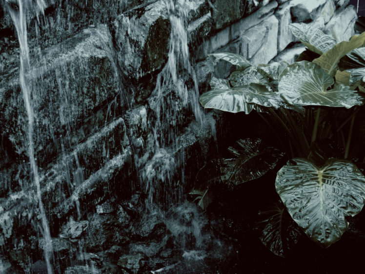 stones, Plants, Water HD Wallpaper Desktop Background