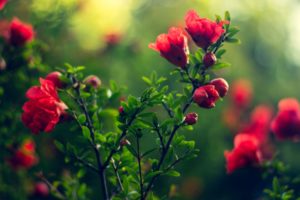 colorful, Flowers, Plants, Green, Blurred, Nature