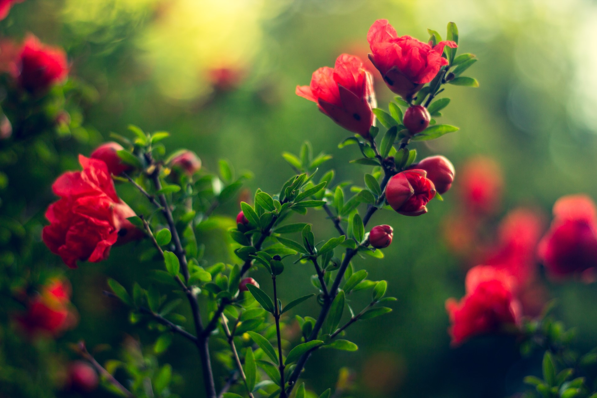 colorful, Flowers, Plants, Green, Blurred, Nature Wallpaper