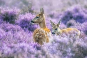purple, Nature, Plants, Animals, Deer