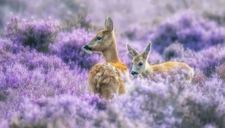 purple, Nature, Plants, Animals, Deer HD Wallpaper Desktop Background