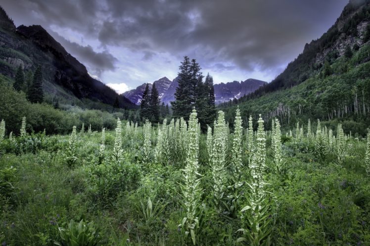 plants, USA, Nature, Mountains HD Wallpaper Desktop Background