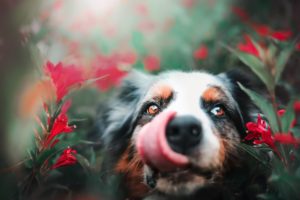 tongues, Blurred, Red, Dog, Animals, Plants