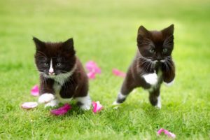 cat, Grass, Kittens, Jumping, Animals