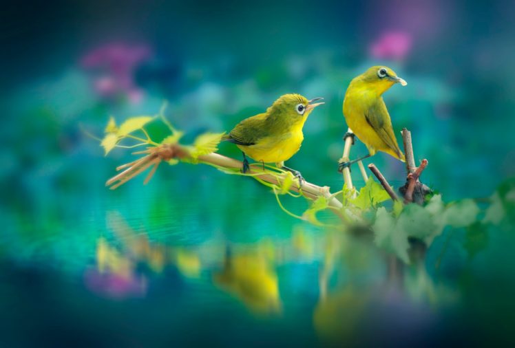 birds, Animals HD Wallpaper Desktop Background